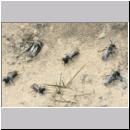 Andrena vaga - Weiden-Sandbiene -13- 01.jpg